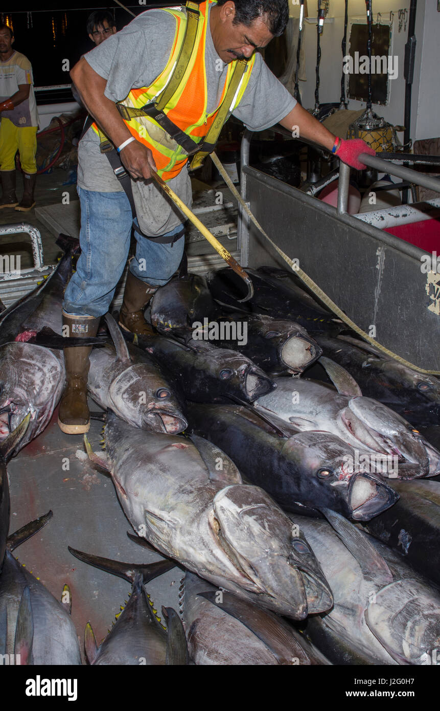 USA, Hawaii, Oahu, Honolulu. Yellowfin tuna hoisted off fishing boat at