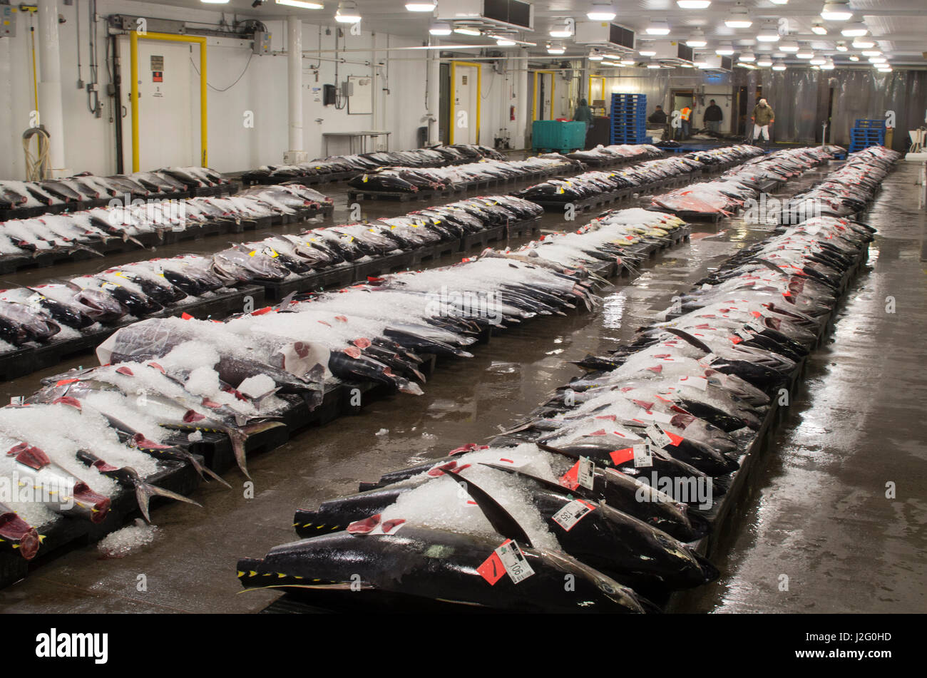USA, Hawaii, Oahu, Honolulu. Yellowfin tuna displayed for auction at