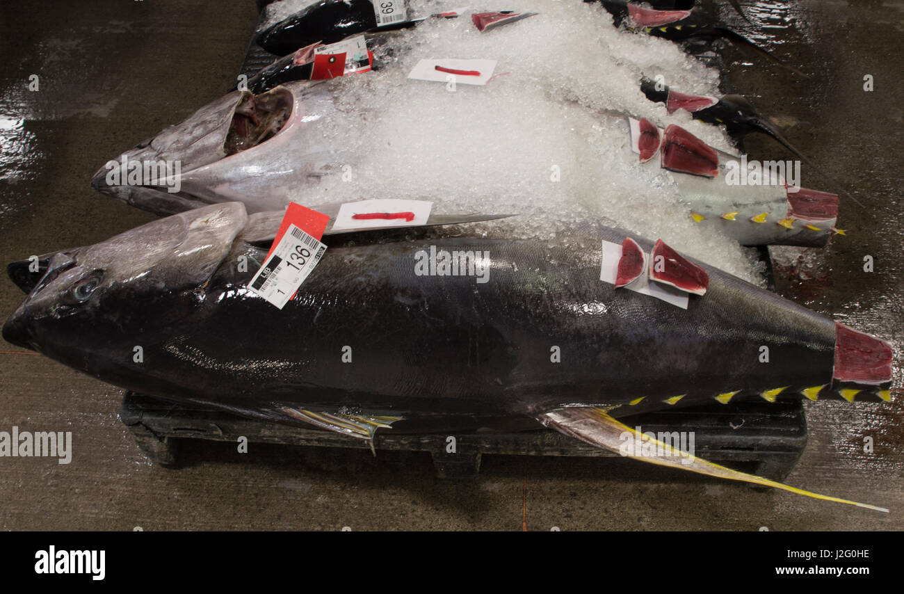 USA, Hawaii, Oahu, Honolulu. Yellowfin tuna displayed for auction at