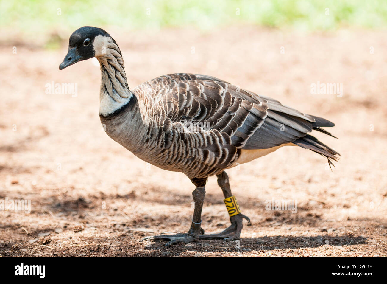 Canada goose 2024 vs nene