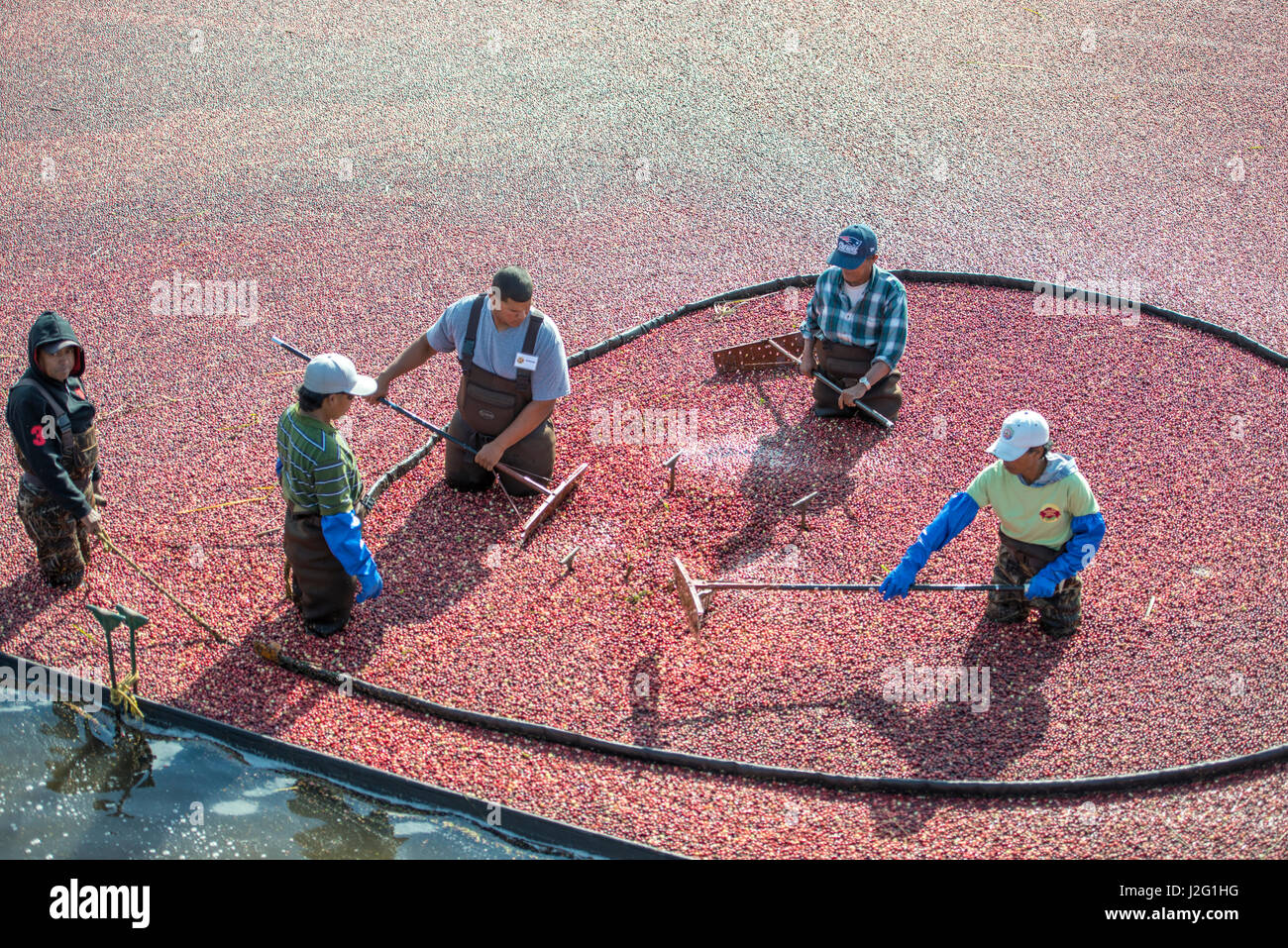 USA, Massachusetts, Wareham, cranberry harvest (Large format sizes