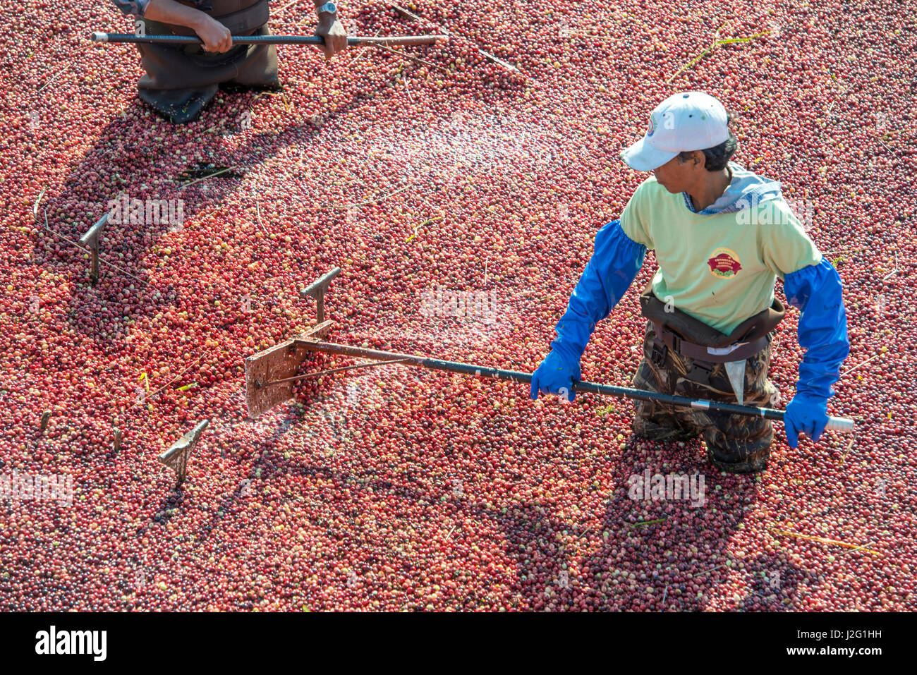 USA, Massachusetts, Wareham, cranberry harvest (Large format sizes