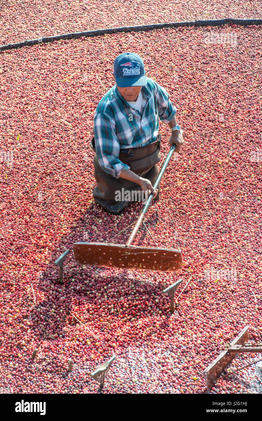 USA, Massachusetts, Wareham, cranberry harvest (Large format sizes