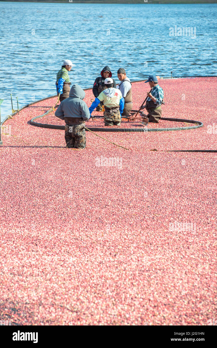 USA, Massachusetts, Wareham, cranberry harvest (Large format sizes