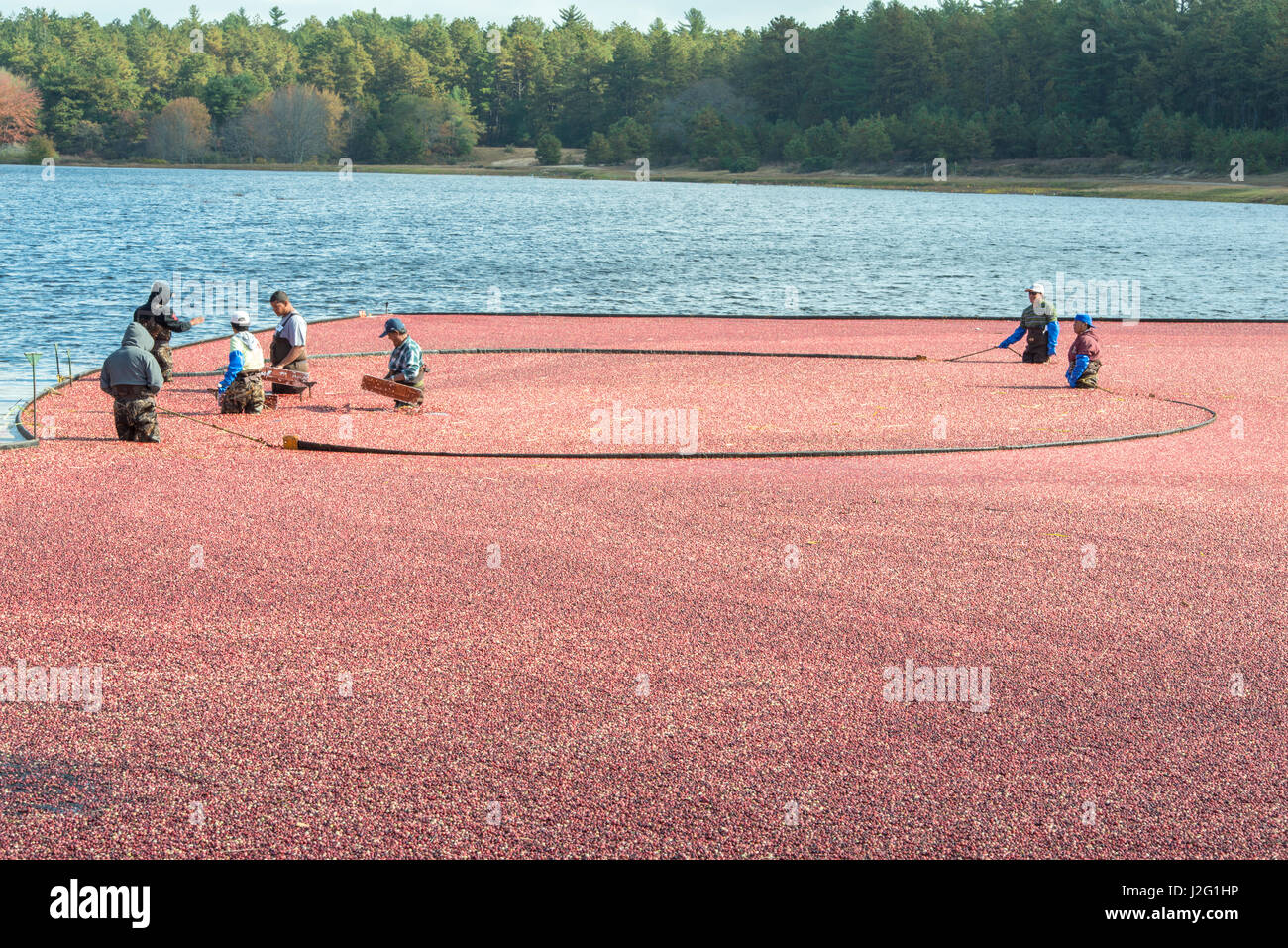 USA, Massachusetts, Wareham, cranberry harvest (Large format sizes