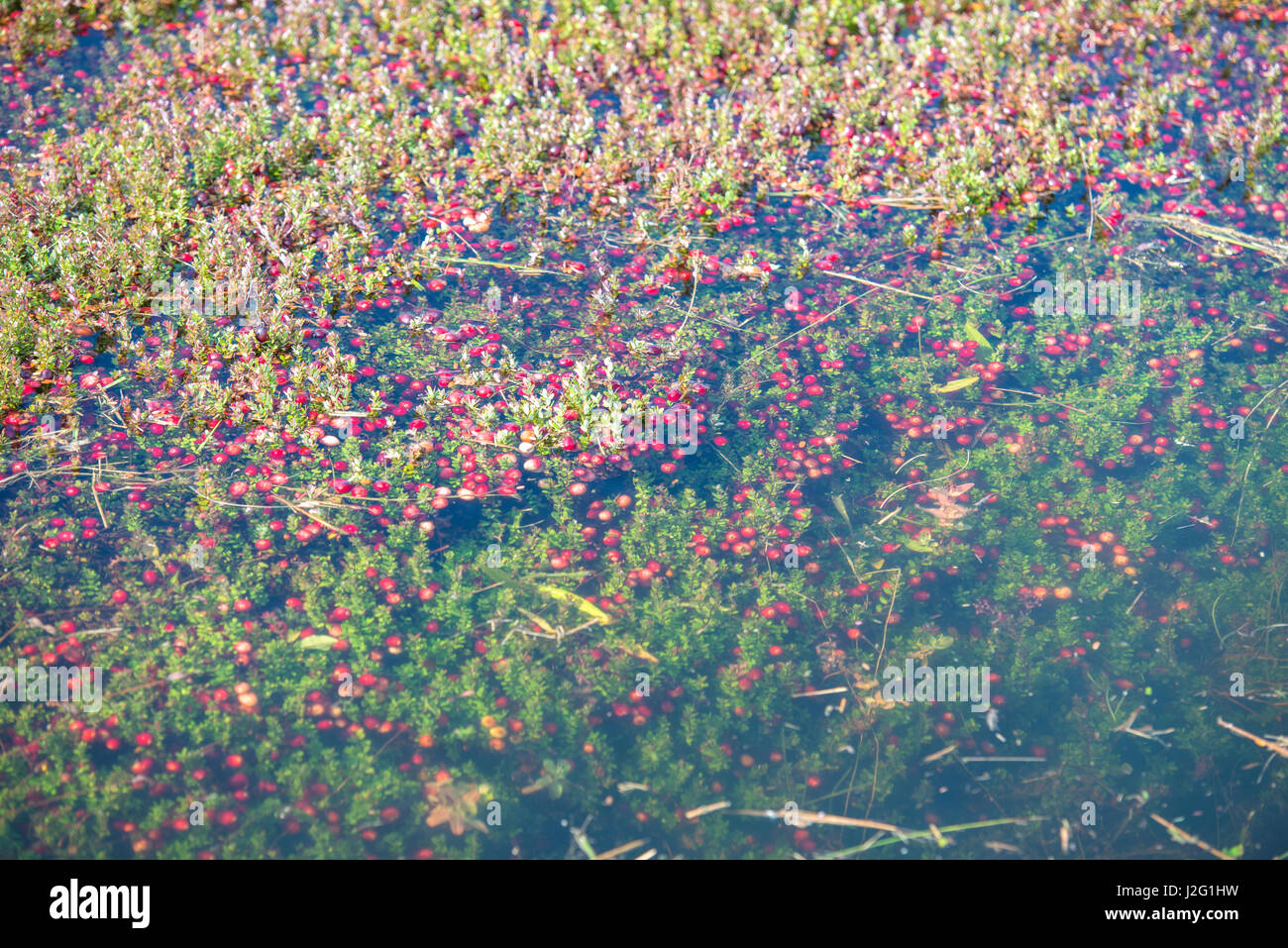 Cranberry bog massachusetts hires stock photography and images Alamy