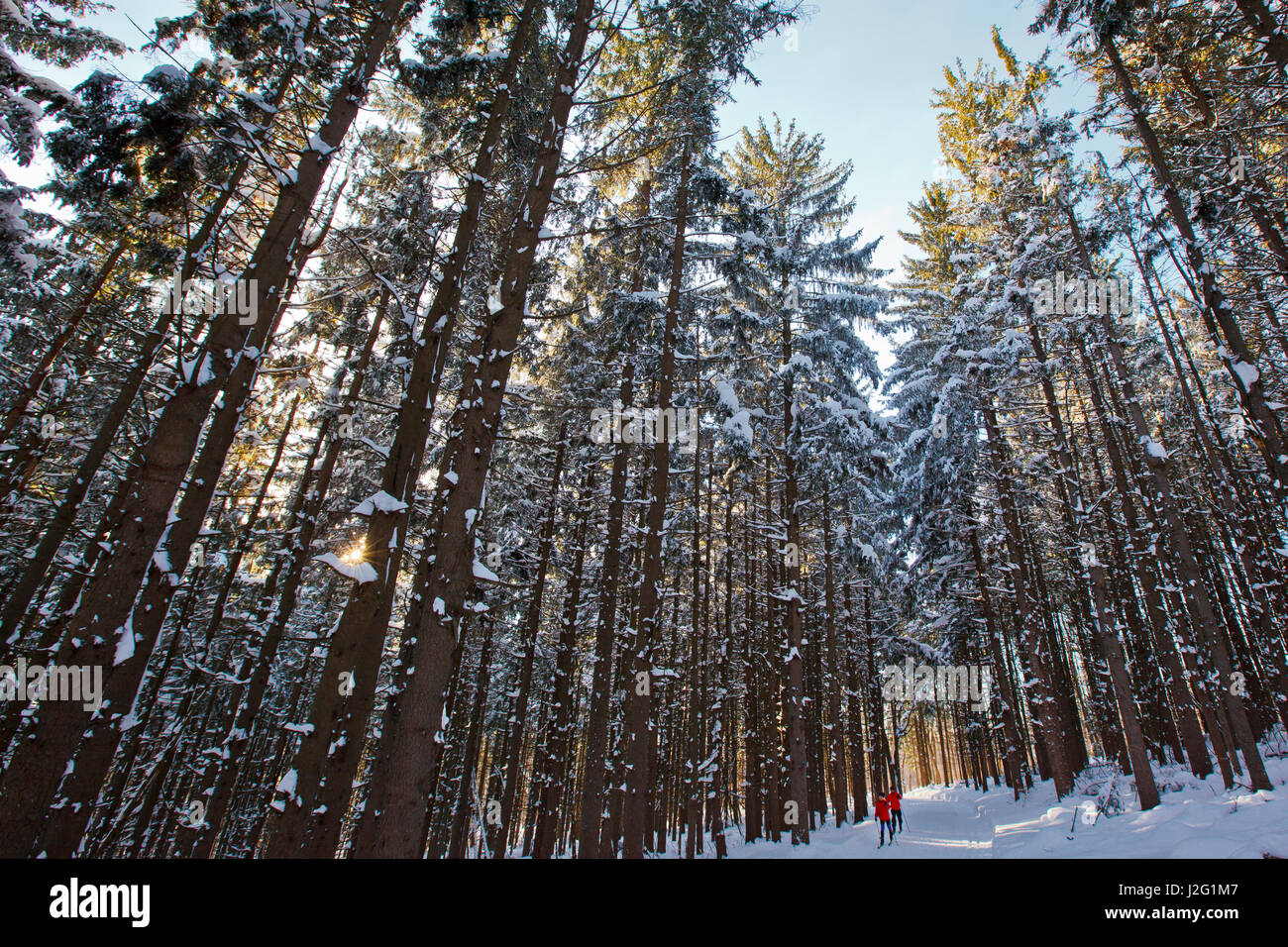 Crosscountry skiers in a spruce forest at the Notchview Reservation in