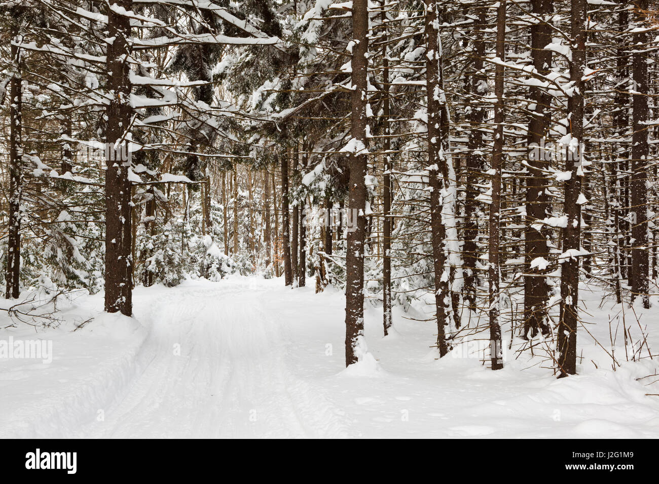 A cross country ski trail at the Notchview Reservation in Windsor