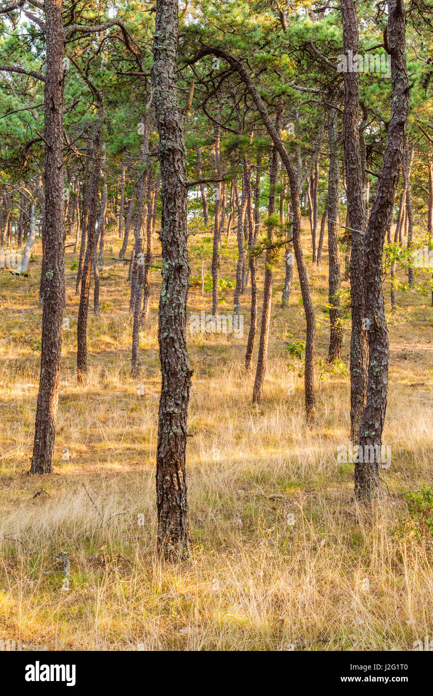 A pitch pine forest along the Great Island Trail in the Cape Cod