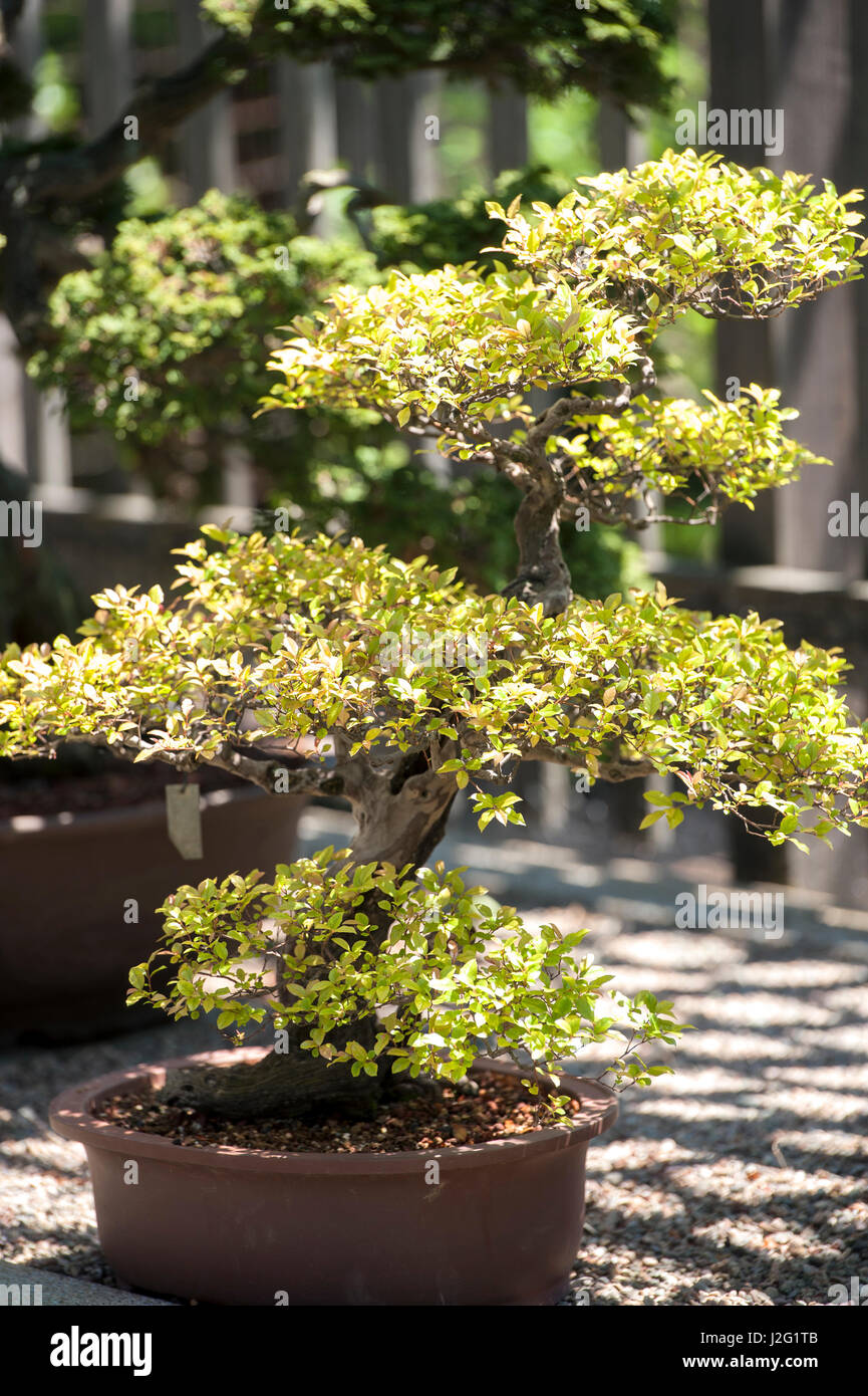 USA, Massachusetts, Boston, Arnold Arboretum, Bonsai tree Stock Photo