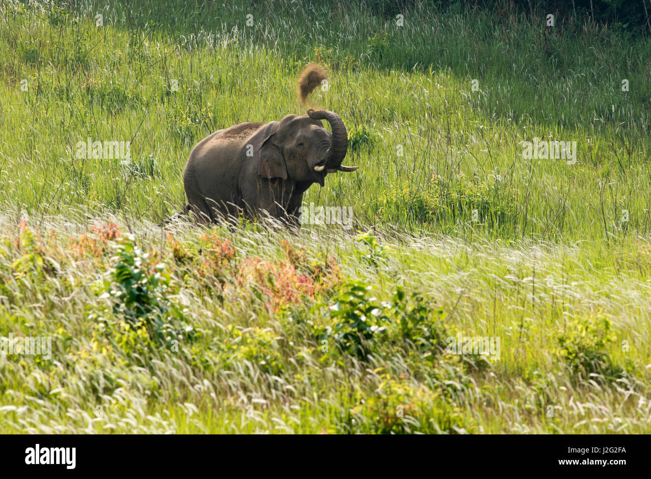 elephant on grassland Stock Photo - Alamy