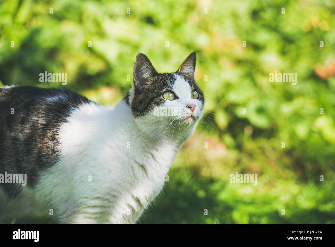 White and grey cat in garden, looking aside Stock Photo - Alamy