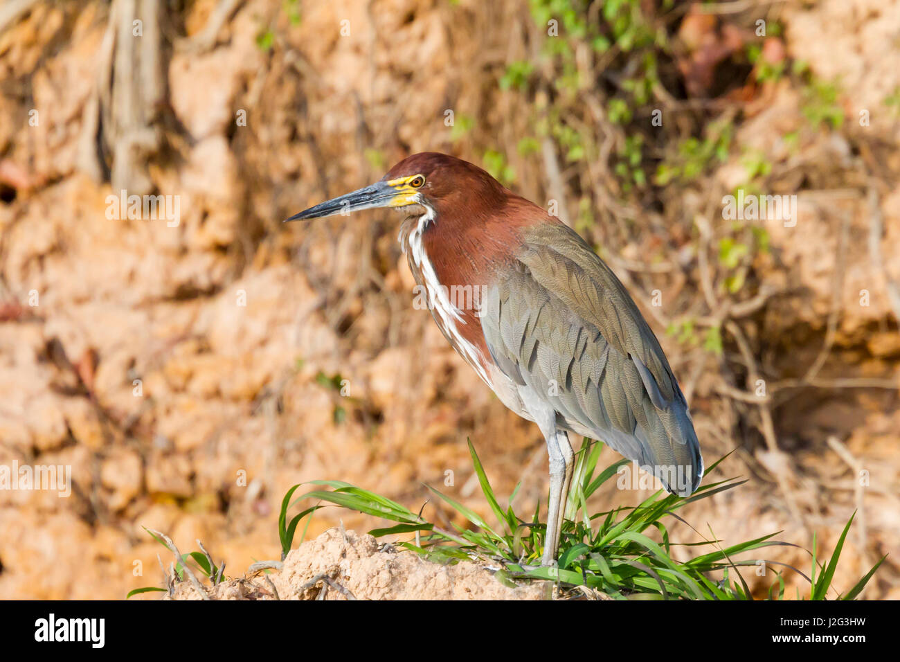 Brazil, Mato Grosso, The Pantanal, Rufescent tiger heron (Tigrisoma ...