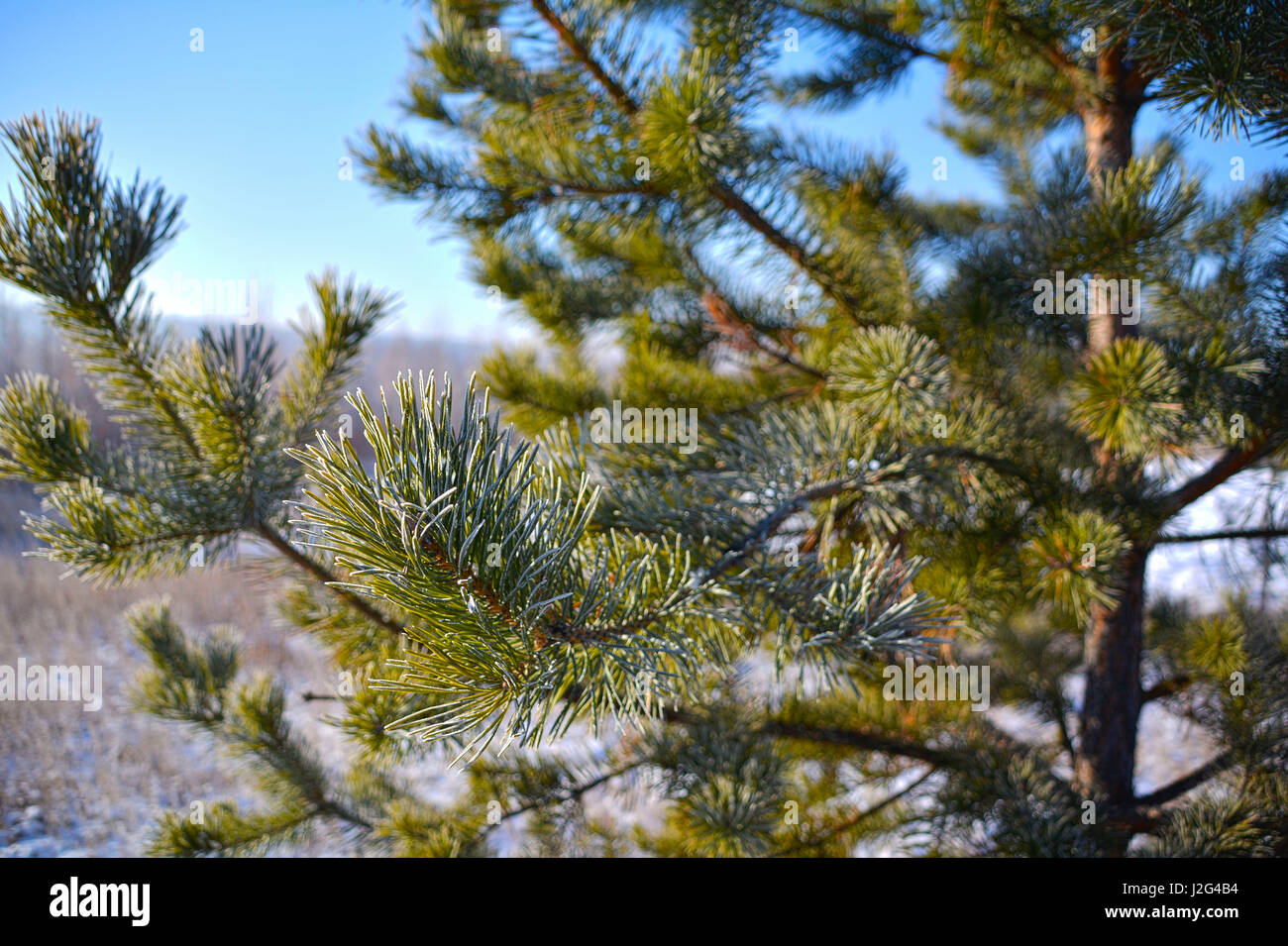 Snow covered pine branch. Beautiful winter background. Stock Photo