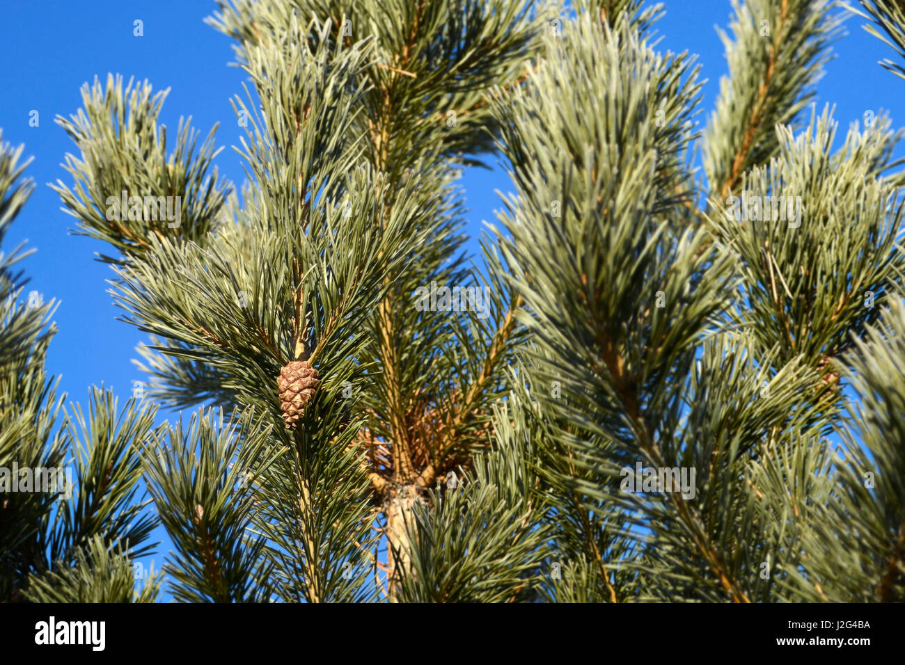 Pine on a background of blue sky. Pine Cone. Beautiful background Stock ...