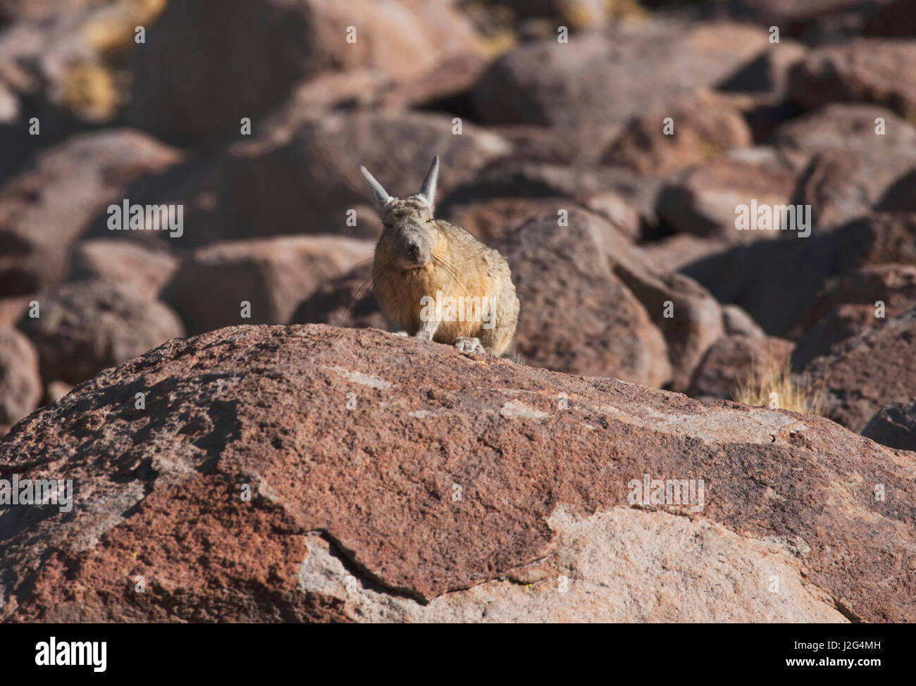 High in the Andes Mountains of the Chilean Atacama desert, at close to 14,000 feet are the El Tatio Geysers. Southern viscacha, a member of the rodent family. Stock Photo