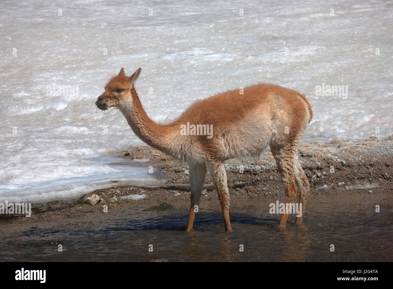 High in the Chilean Altiplano, this vicuna grazes by a lagoon. Stock Photo