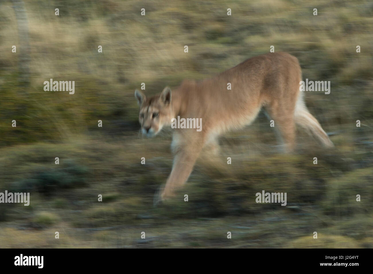 Puma (Felis concolor patagonica) female born without tail, Torres del Paine  National Park, Patagonia, Magellanic region, Southern Chile Stock Photo -  Alamy