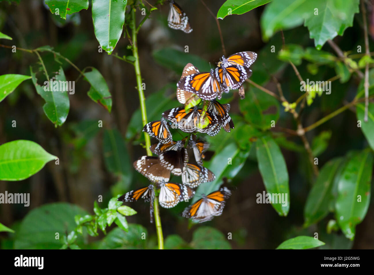 A group of butterflies perching on the branches of a tree at the Sundarbans, a UNESCO World Heritage Site and a wildlife sanctuary. The largest littor Stock Photo