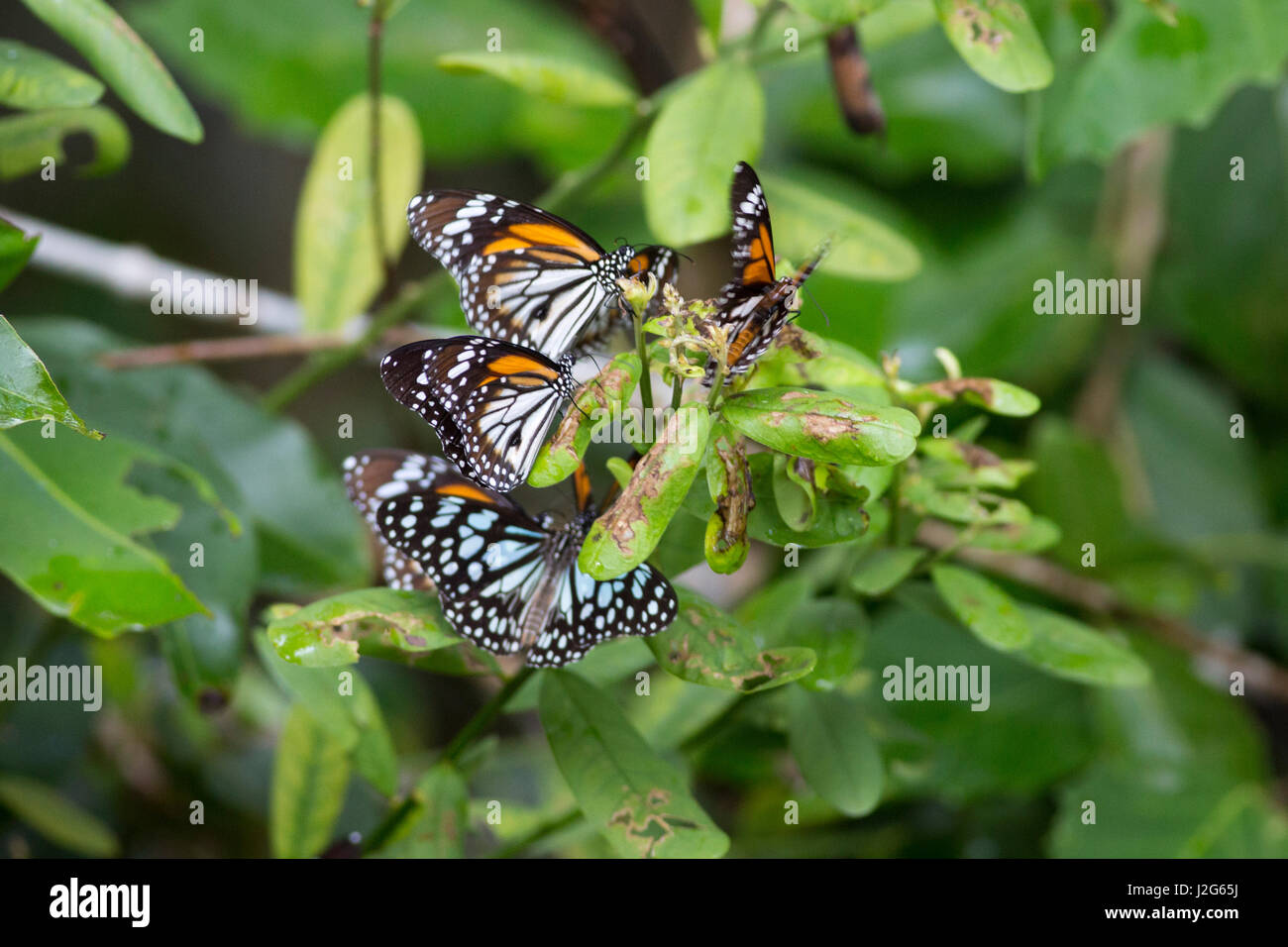 A group of butterflies perching on the branches of a tree at the Sundarbans, a UNESCO World Heritage Site and a wildlife sanctuary. The largest littor Stock Photo