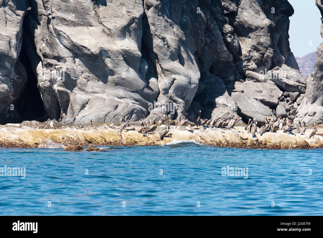 Mexico, Baja California Sur. Brown Pelican (Pelicanus occidentalis) breeding colony Isla Coronado Stock Photo