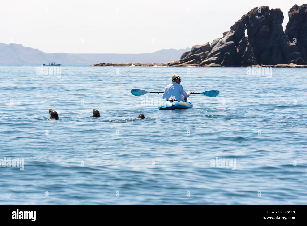 Mexico, Baja California Sur, Sea of Cortez, Loreto Bay, Sea Lions follow kayaker Isla Coronado Stock Photo