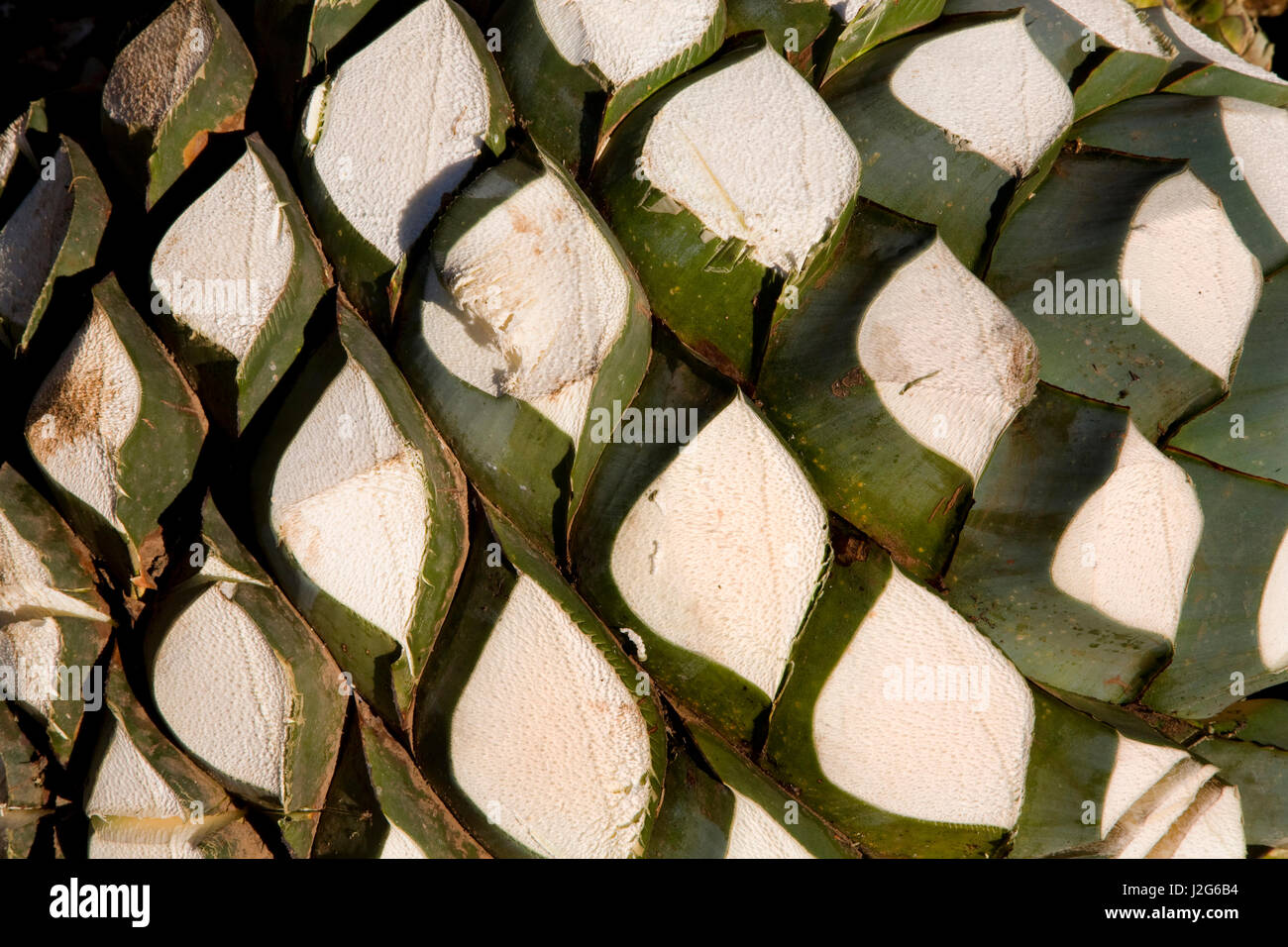 Agave plant with leaf cut off. Ready to go Into oven to produce Tequila