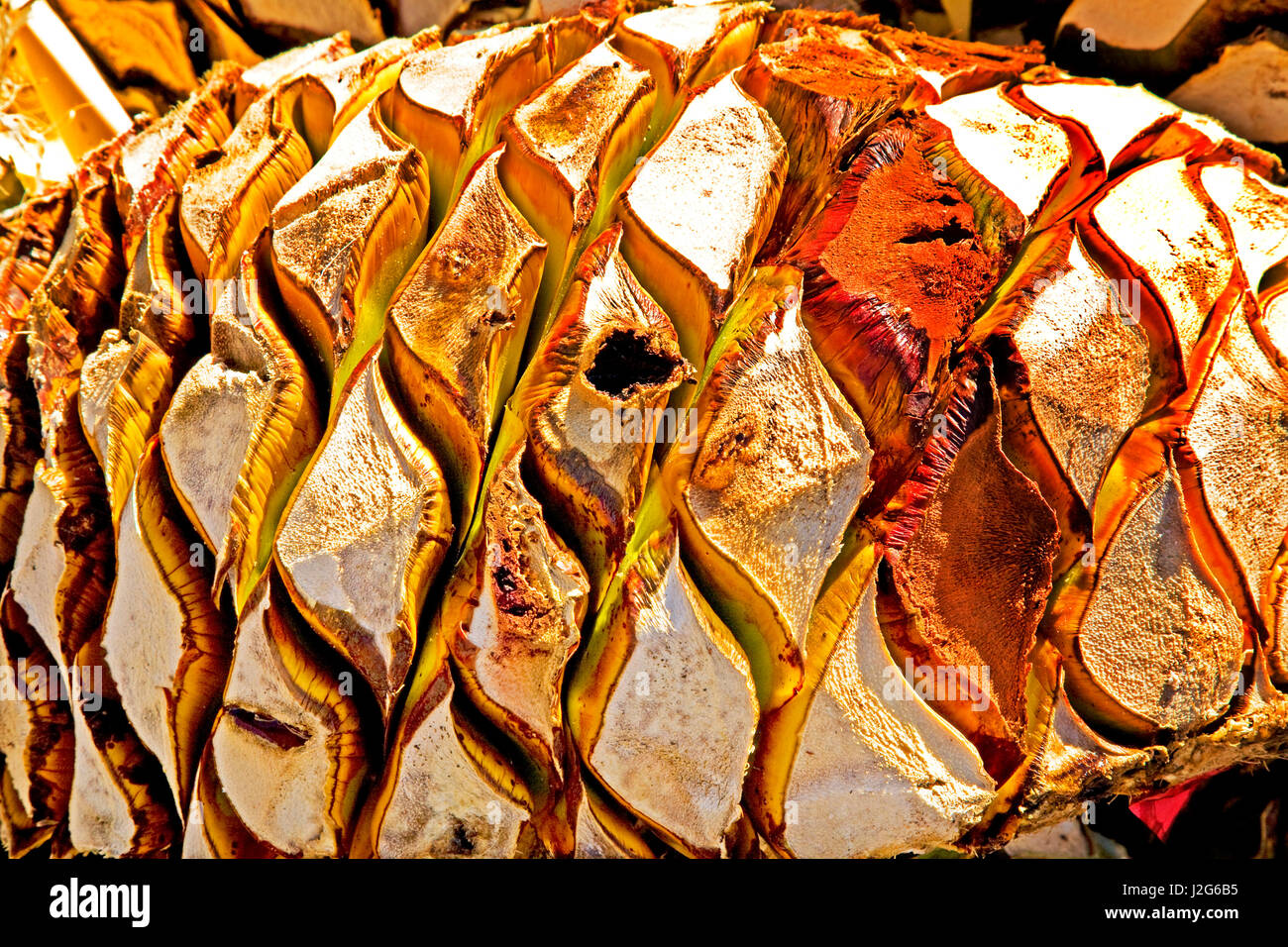 Agave fruit used to produce Tequila in Mexico Stock Photo Alamy