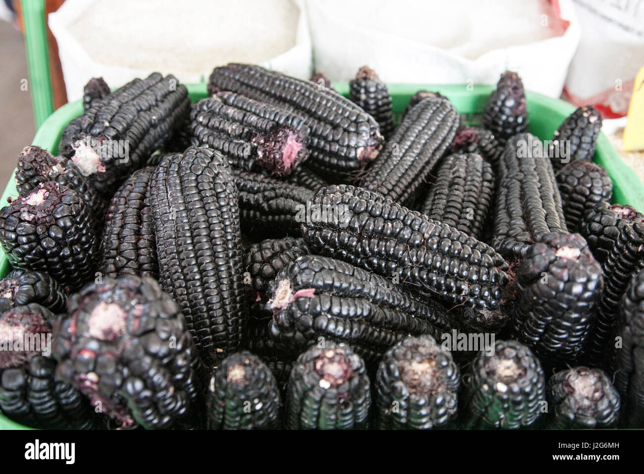 This corn, almost jet black in color, dates back 2700 years ago when nit was developed by the Inca. It is grown high in the Peruvian Andes and is used to make a drink called chica. Stock Photo