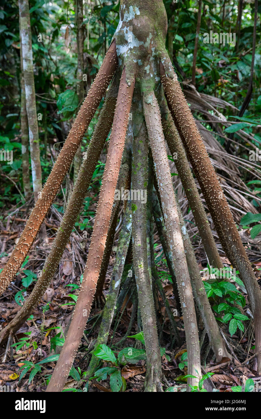 These are the roots, which grow outside of the soil in the jungle, of ...