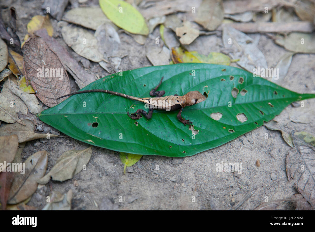 The western leaf lizard is one of the smaller lizards in the Amazon Rainforest. Stock Photo