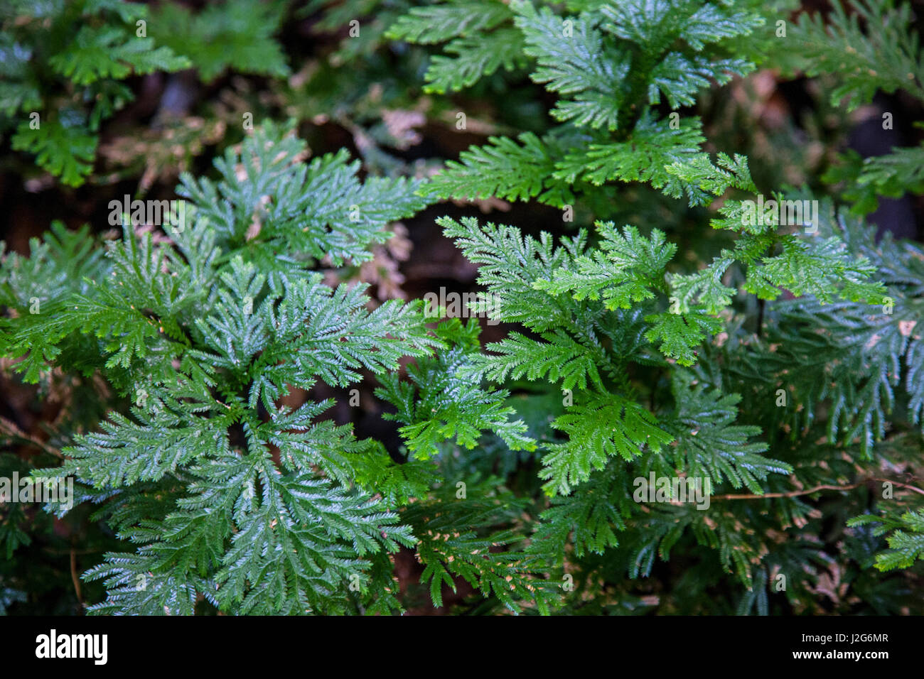 This is an interesting variety of fern, the leaves are iridescent, and the color changes at different angles. Stock Photo