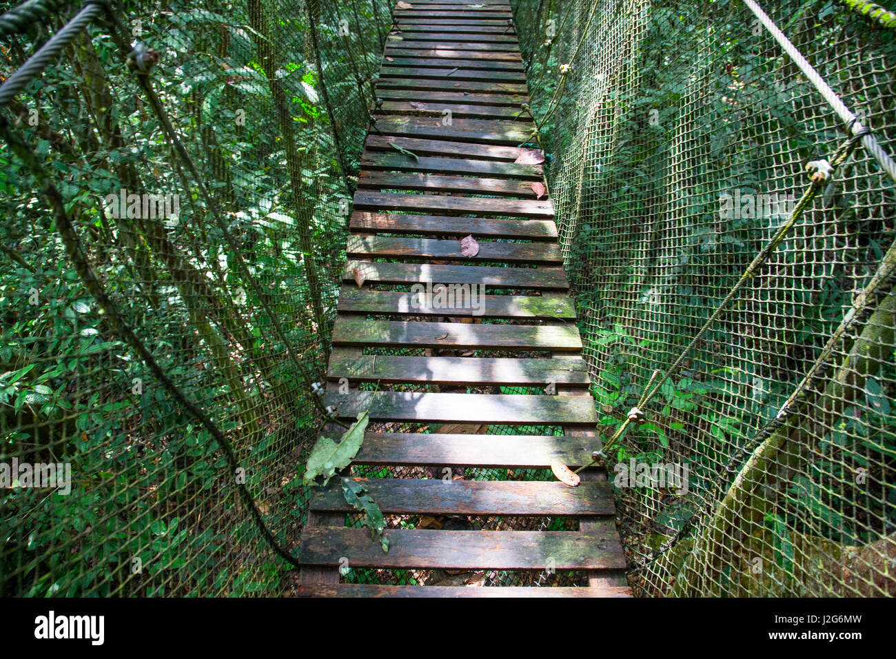 Located in the Amazon Natural Park on the perimeter of the Pacaya-Samiria Reserve, is a series of suspension bridges to permit visitors to navigate through the jungle. Stock Photo