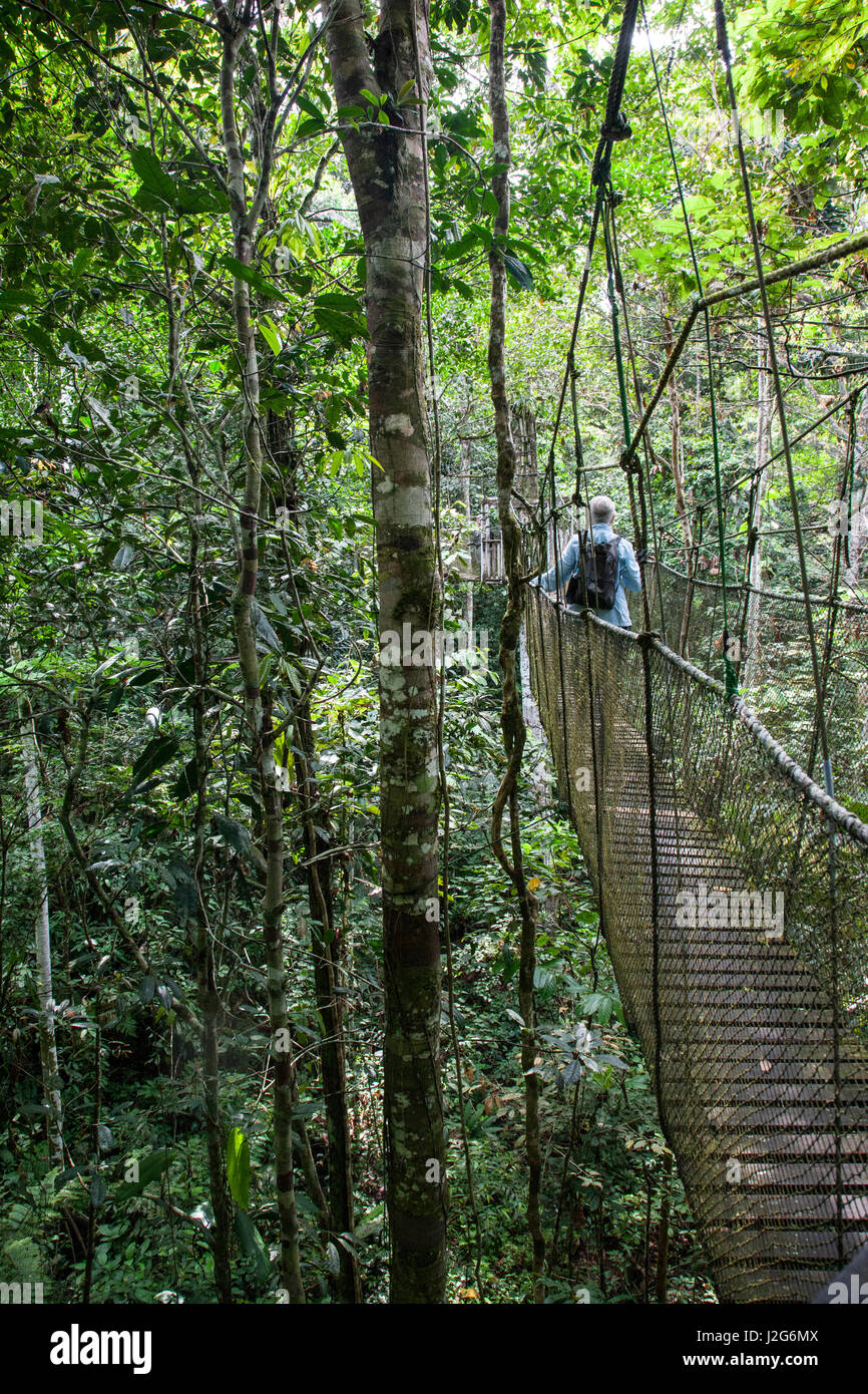 Located in the Amazon Natural Park on the perimeter of the Pacaya-Samiria Reserve, is a series of suspension bridges to permit visitors to navigate through the jungle. Stock Photo