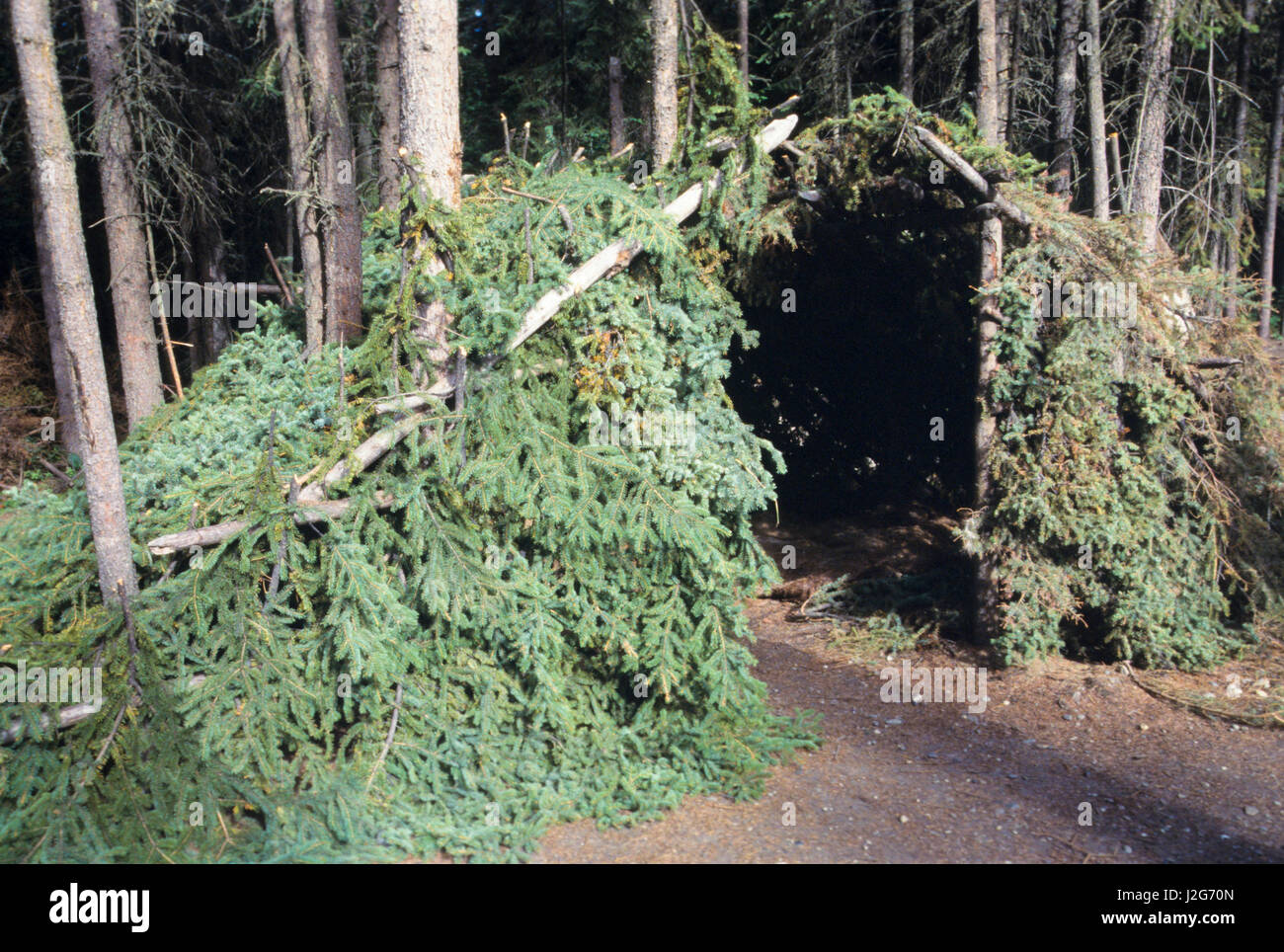 Traditional Athabaskan temporary dwelling covered with tree branches called a wickiup used during hunts or at fishing camp. Chena Village, Alaska (PR) Stock Photo
