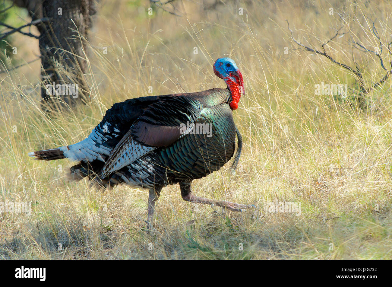 Wild Turkey tom (Meleagris gallopavo) in spring breeding plumage in ...