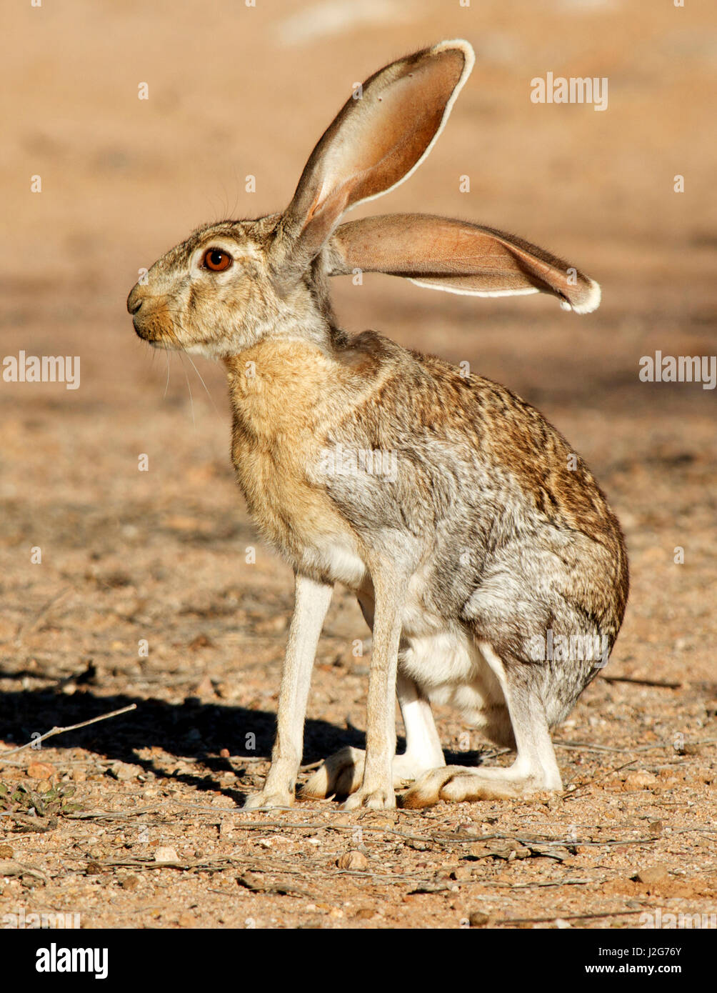 Antelope Jackrabbit (Lepus alleni). It is the largest of the North American hares, Arizona. Stock Photo