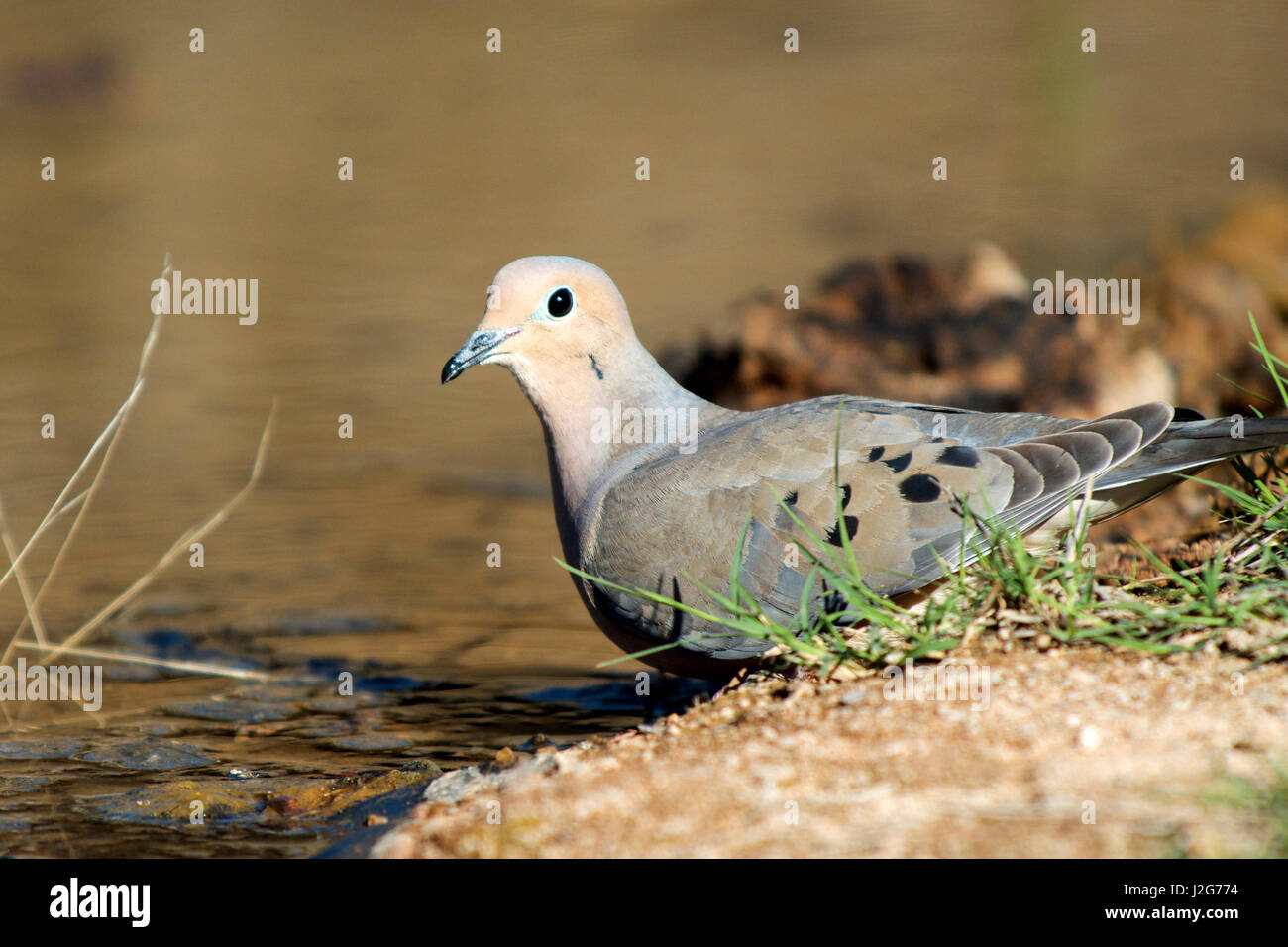 The mourning dove (Zenaida macroura) drinking at a small pond. Stock Photo