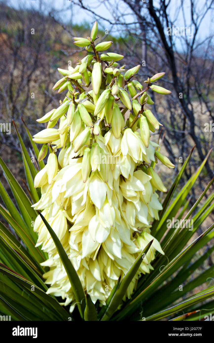 A Yucca or Spanish Dagger (Yucca treculeana), in bloom in the, Arizona