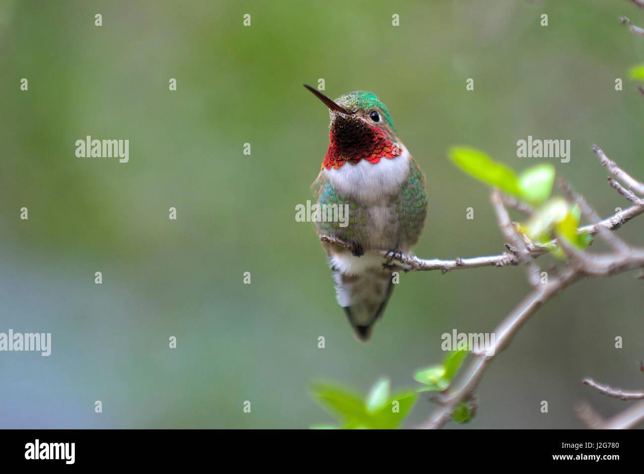 A Ruby-throated Hummingbird (Archilochus colubris), one of the most common of the hummers. Stock Photo