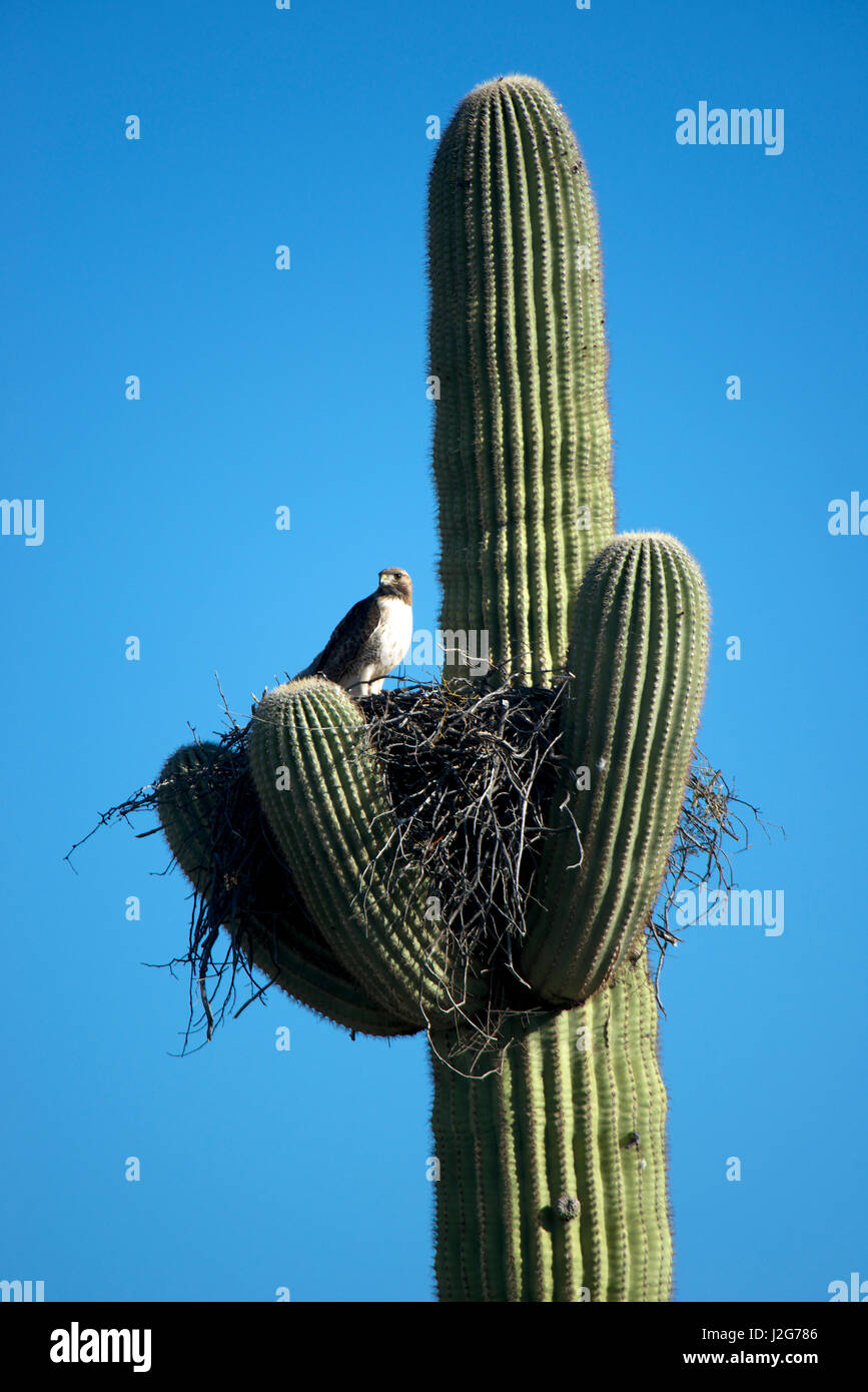 A pale morph red-tailed hawk (Buteo jamaicensis) nests in the arms of a saguaro cactus in Organ Pipe Cactus National Monument in the Sonoran Desert of Arizona. (Large format sizes available) Stock Photo