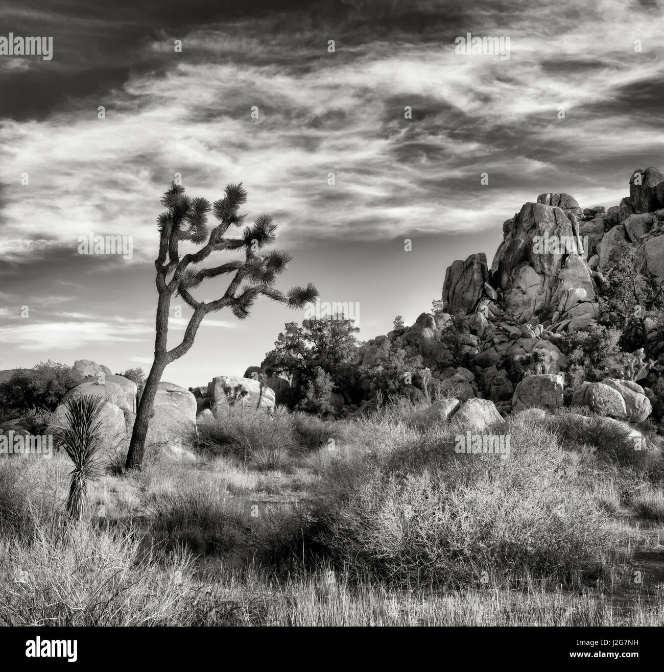 USA, California, Joshua Tree National Park, Joshua tree in Mojave Desert Stock Photo
