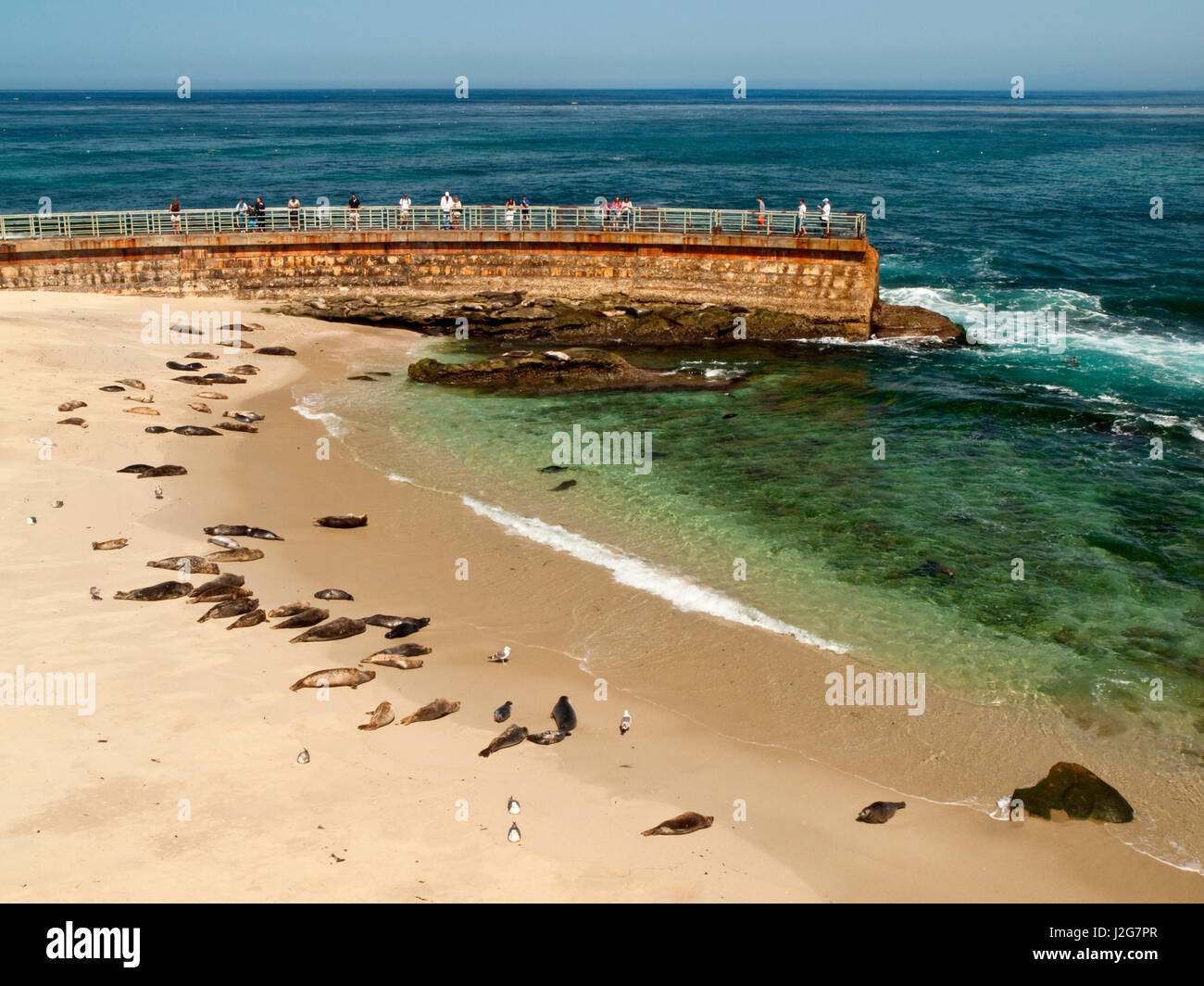 USA, California, La Jolla, The Children's Pool, a haven for harbor