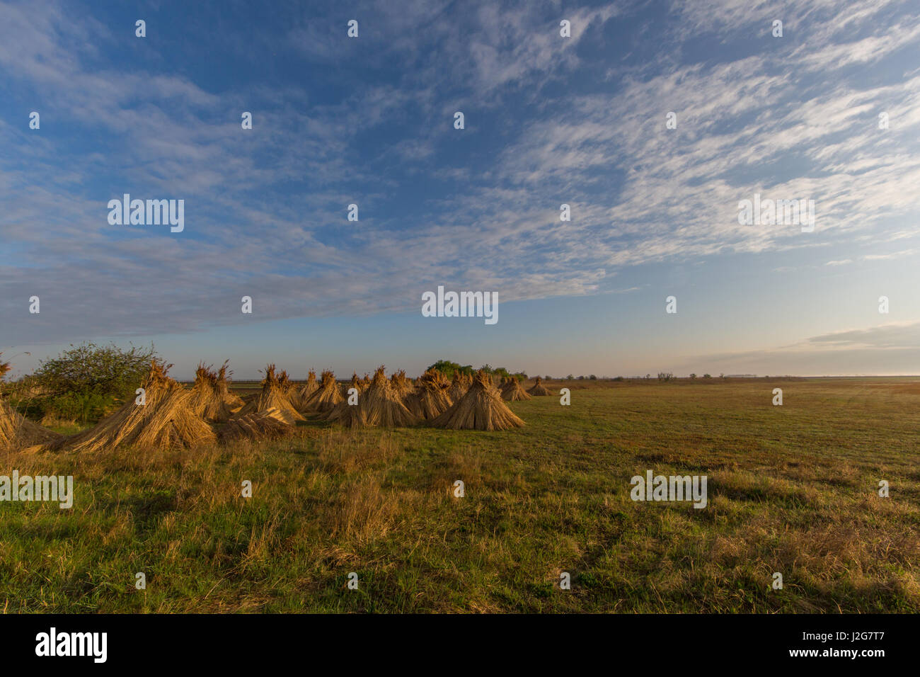 natural bundles of reed for drying with blue sky and clouds Stock Photo