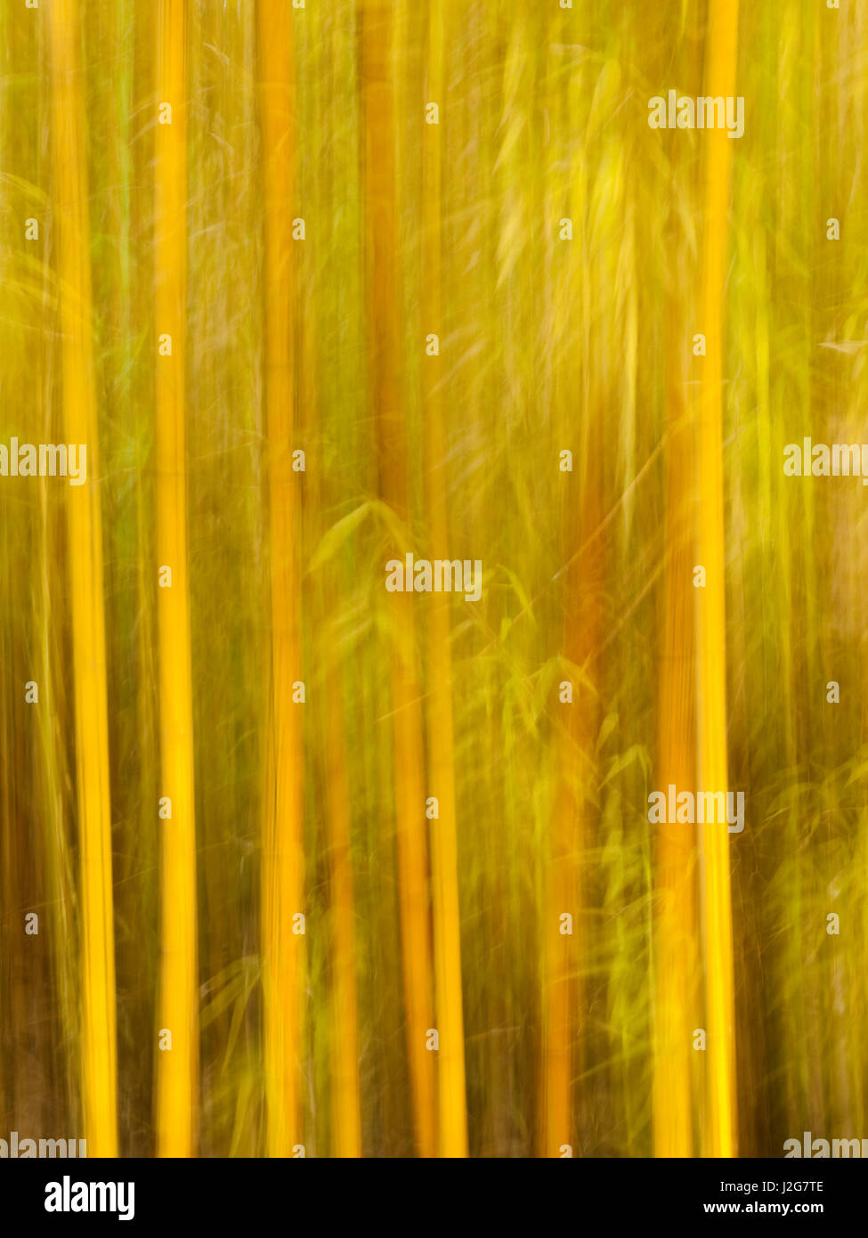 USA, California, San Diego, Bamboo trees blurred with camera Stock Photo Alamy