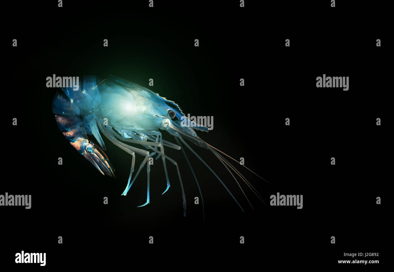 blue shrimp in dark with light Stock Photo - Alamy - Choosing The Right Algae-Eating Shrimp For High Light