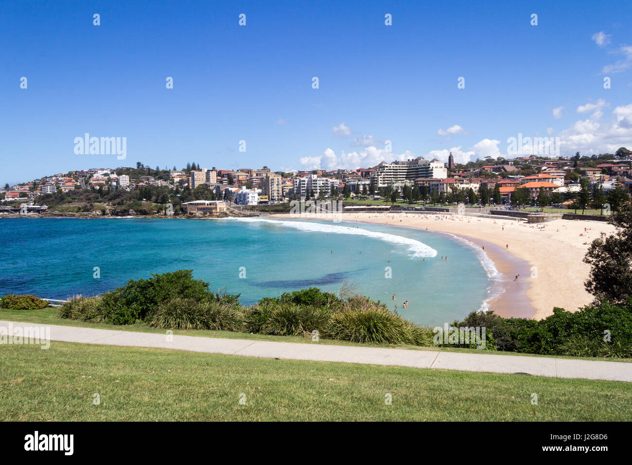 Yucca flowers with people swimming in the sea and sunbathing on the beach, Coogee, Sydney, New SOuth Wales, Australia Stock Photo