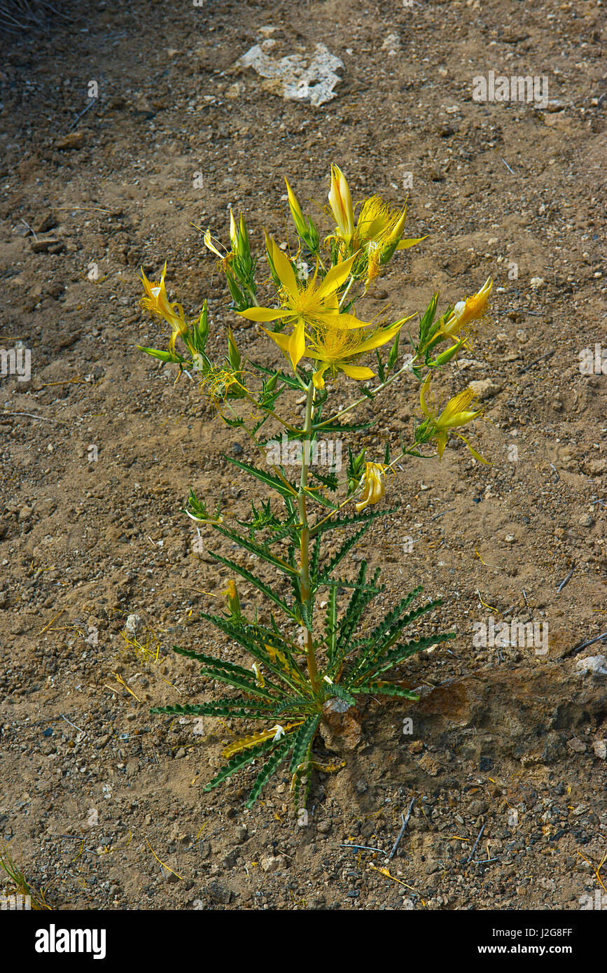 USA, California, Mono Basin Flower, Blazing star (Large format sizes available) Stock Photo