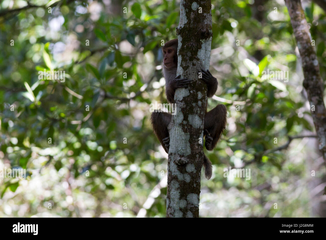Bangladesh monkey hi-res stock photography and images - Alamy