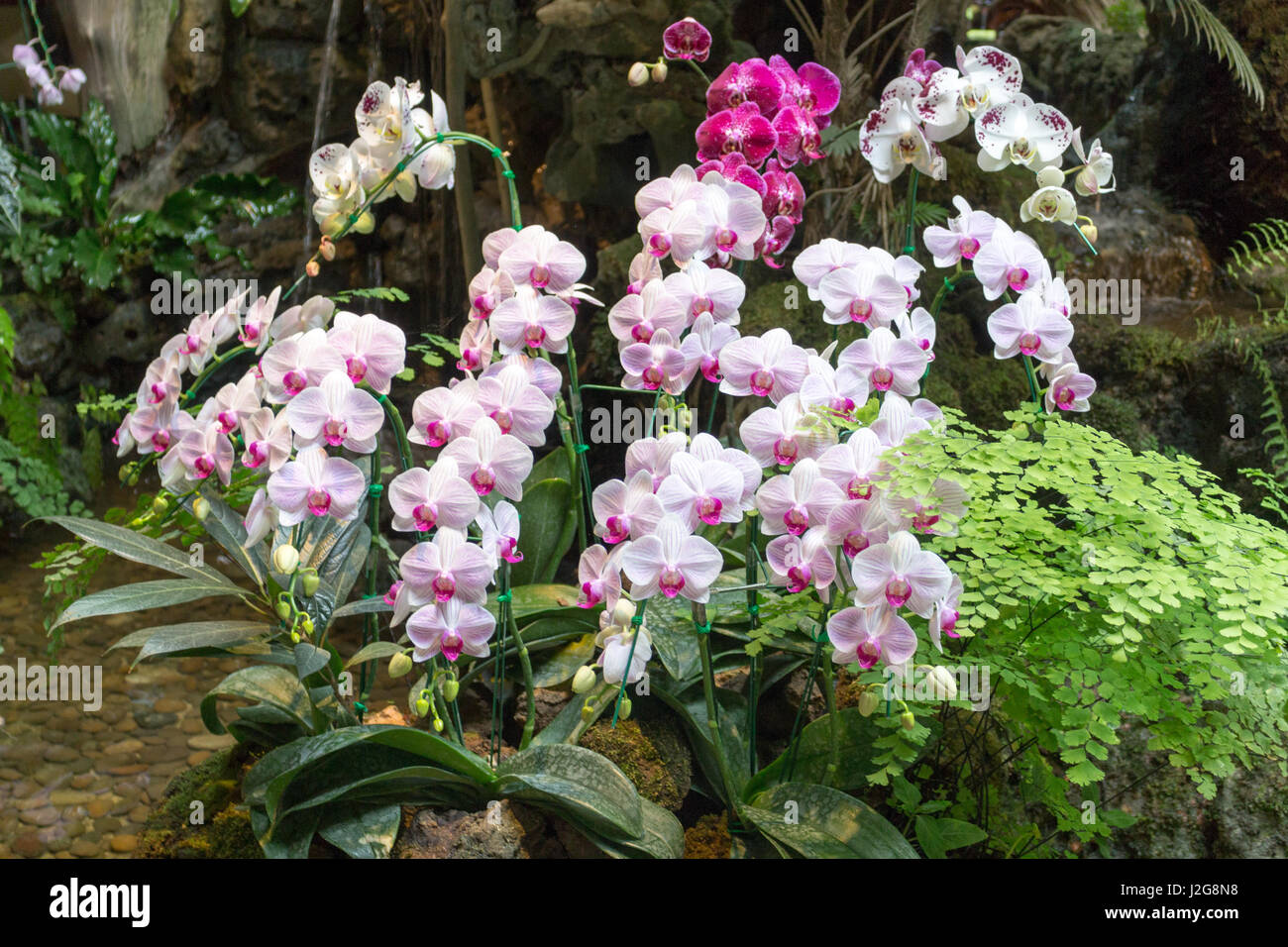 Purple, pink and white orchids planted in a garden in Northern Thailand Stock Photo